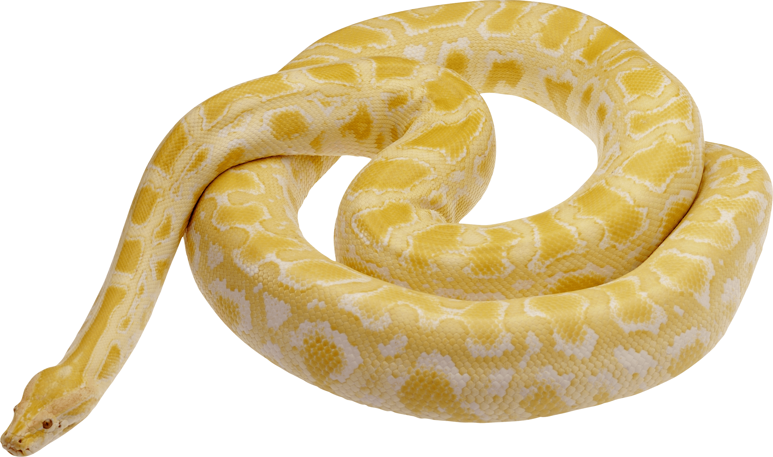 Змея питон альбинос. Сетчатый питон альбинос. Snake на питоне. Белая анаконда