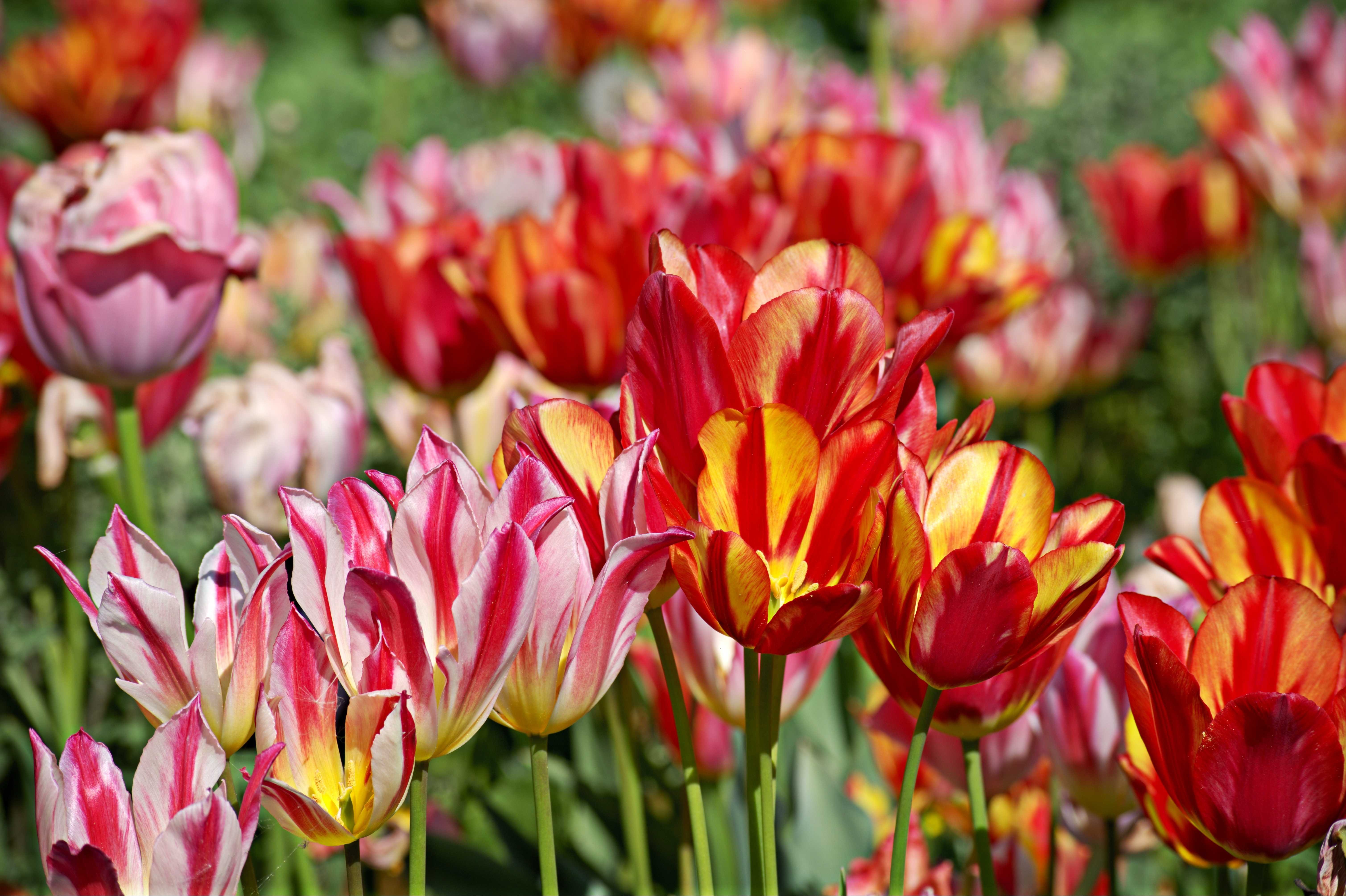 Будут ли цвести тюльпаны весной. Тюльпан Антуанетта многоцветковый. Тюльпан многоцветковый Торонто. Тюльпан Ontario. Тюльпан зе Эдж.