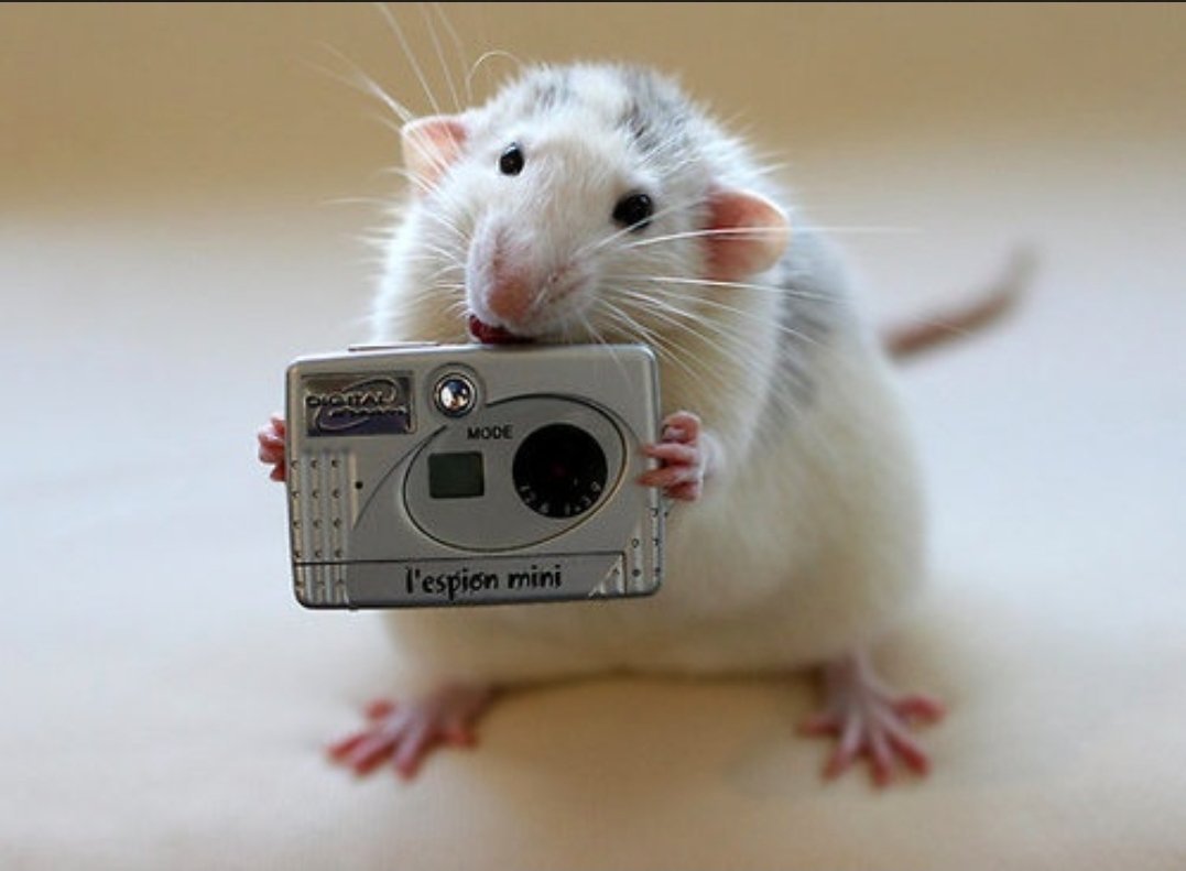 Картинки крысы смешные. Эллен Ван Дилен. Эллен Ван Дилен крысы. Смешные крысы. Мышь.