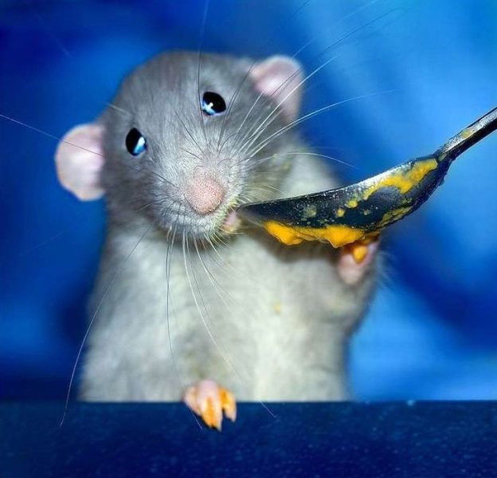 Картинки крысы смешные. Мышь. Крыса. Смешная мышь. Смешные мышки.