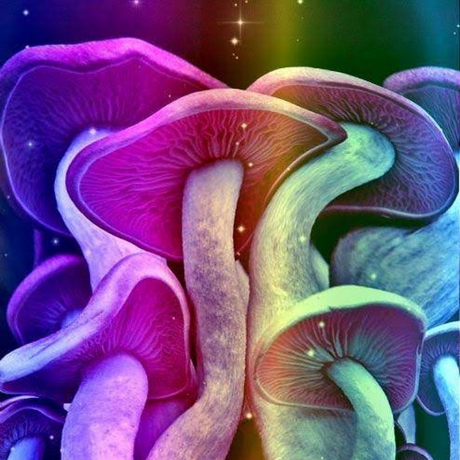 Танцующие грибы