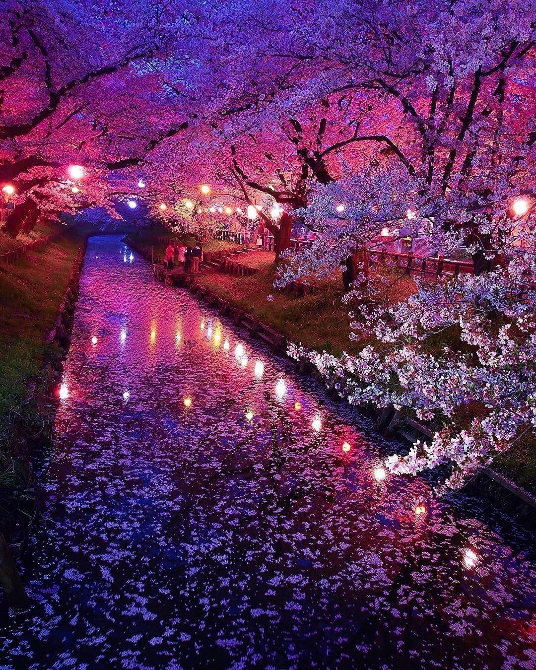 Japanese blossom. Черри блоссом. Черри блоссом ночь. Япония Токио Сакура. Иосакура – «ночная Сакура».