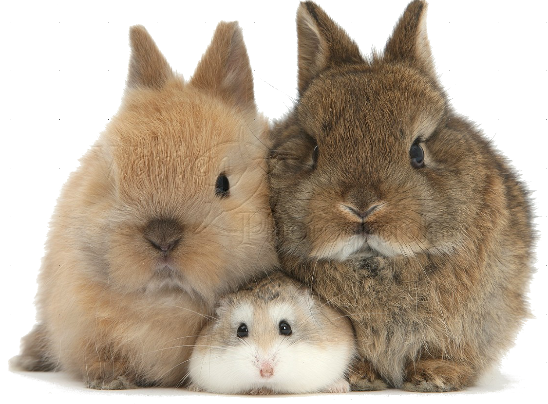 Кролик хомячков. Кролик. Кролик и хомяк. Кролик и хомячок. Кролики и крольчата.