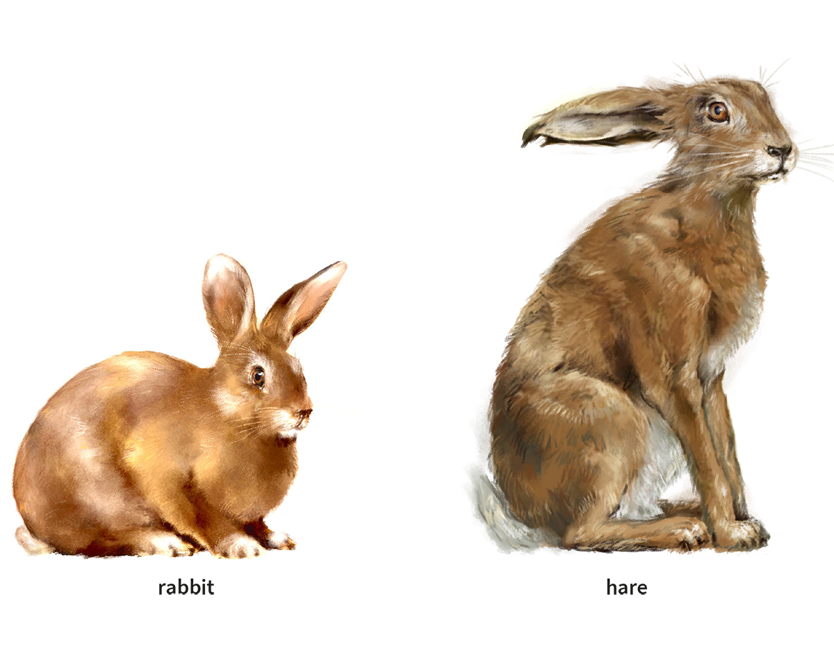Какие отношения складываются между зайцем и белкой