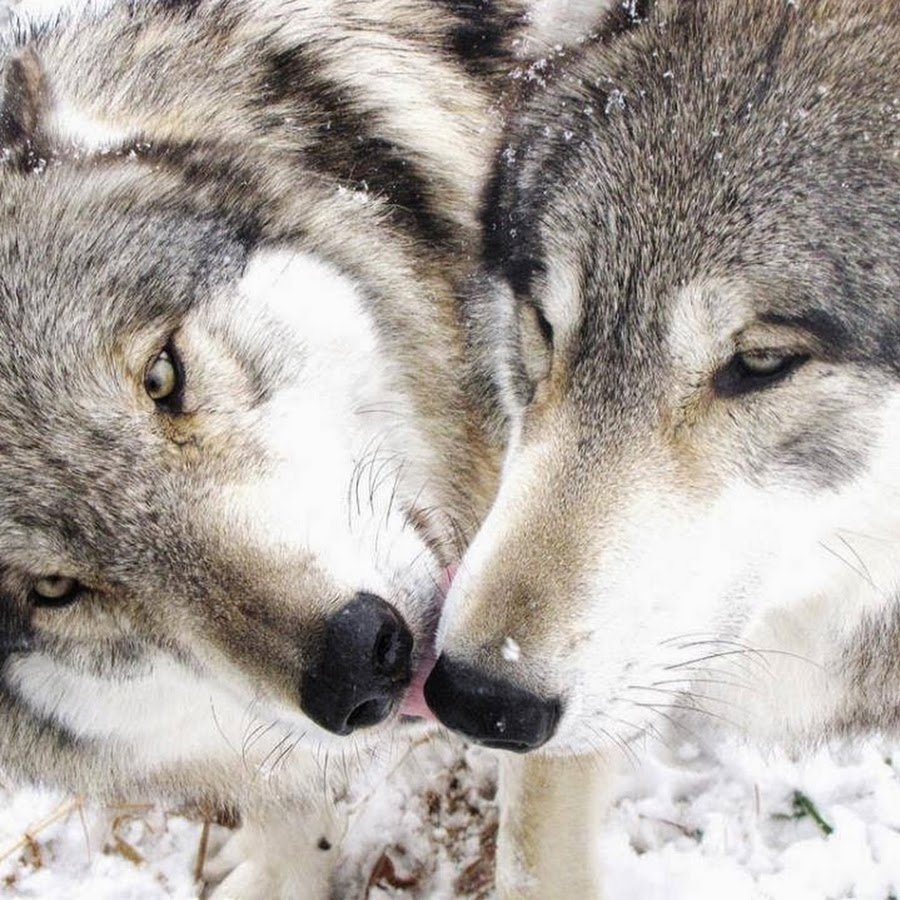 Она видела волка. Два волка. Фото двух Волков. Wolf Kiss. Два волка в снегу.