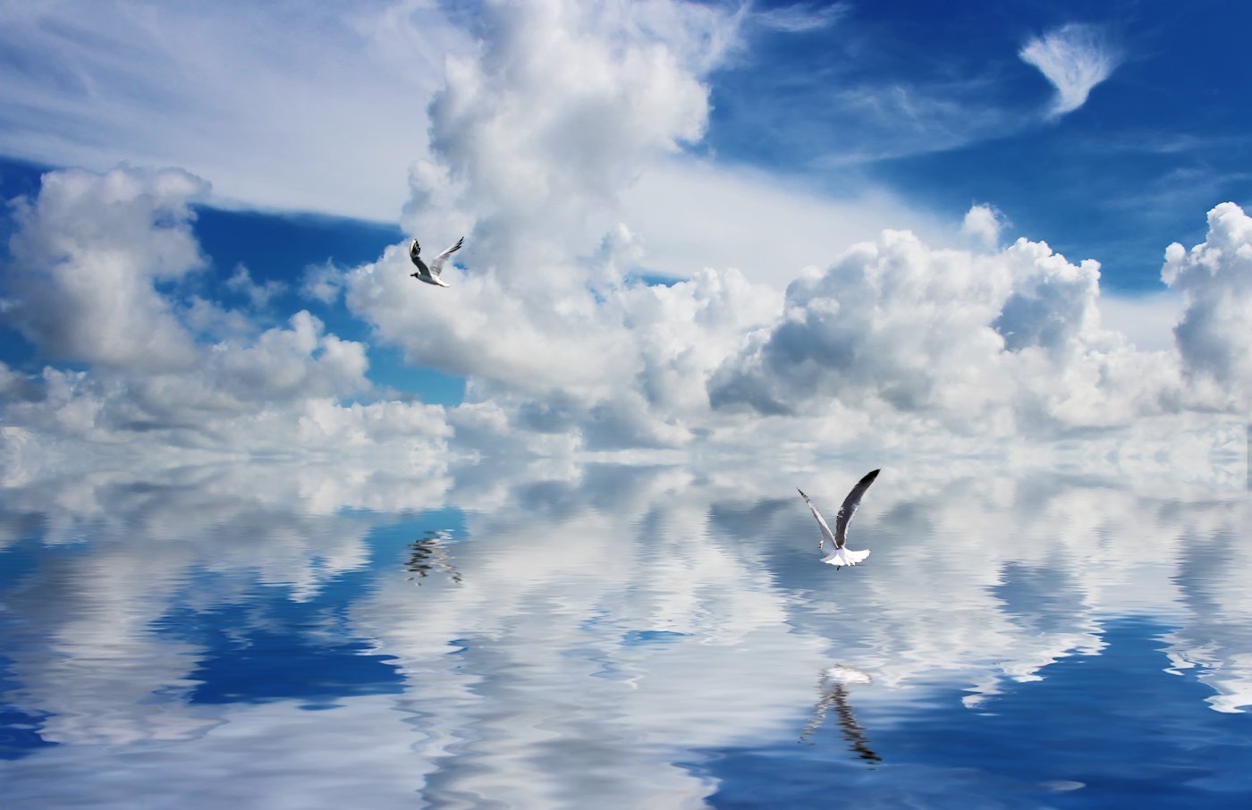 Тучи в голубом песня напоминают море. Птицы в небе. Птицы в облаках. Птицы над водой. Чайки над морем.