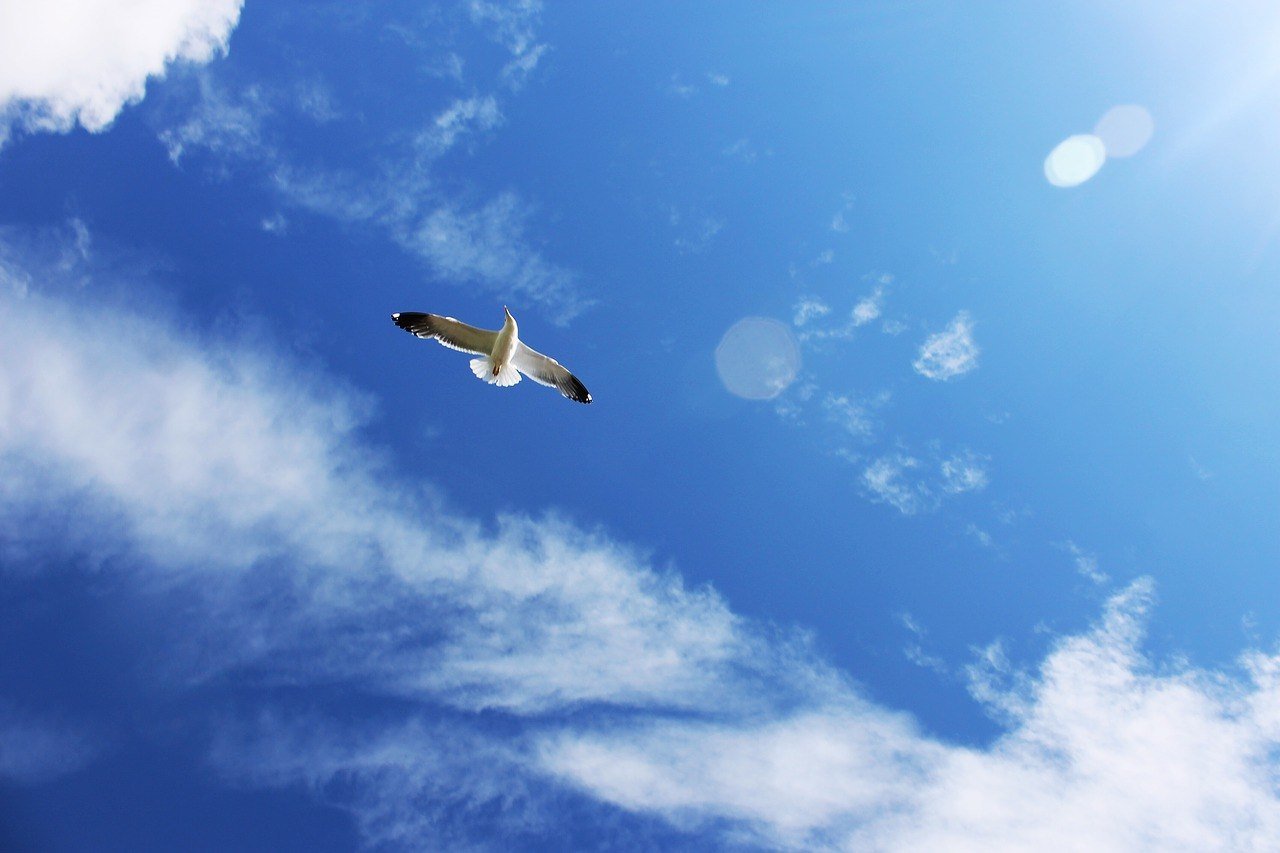 Heaven bird. Птицы в небе. Птица в полете. Птицы летают в небе. Полет птицы в небе.
