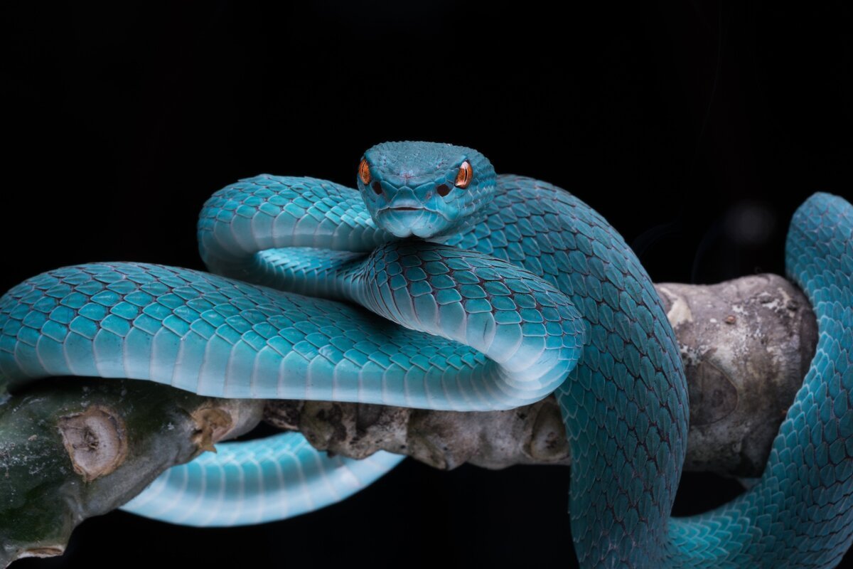 Змея тайпан голубая