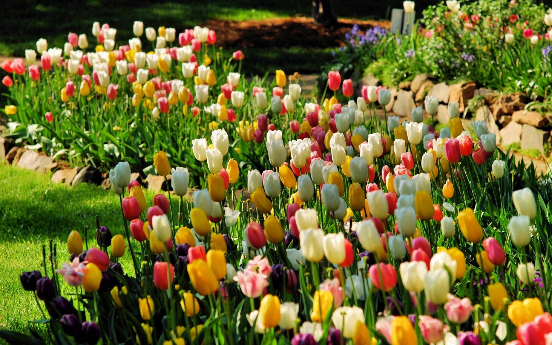 Уход за тюльпанами весной. Клумба с тюльпанами. Цветы тюльпаны. Тюльпаны в цветнике. Красивые клумбы с тюльпанами.