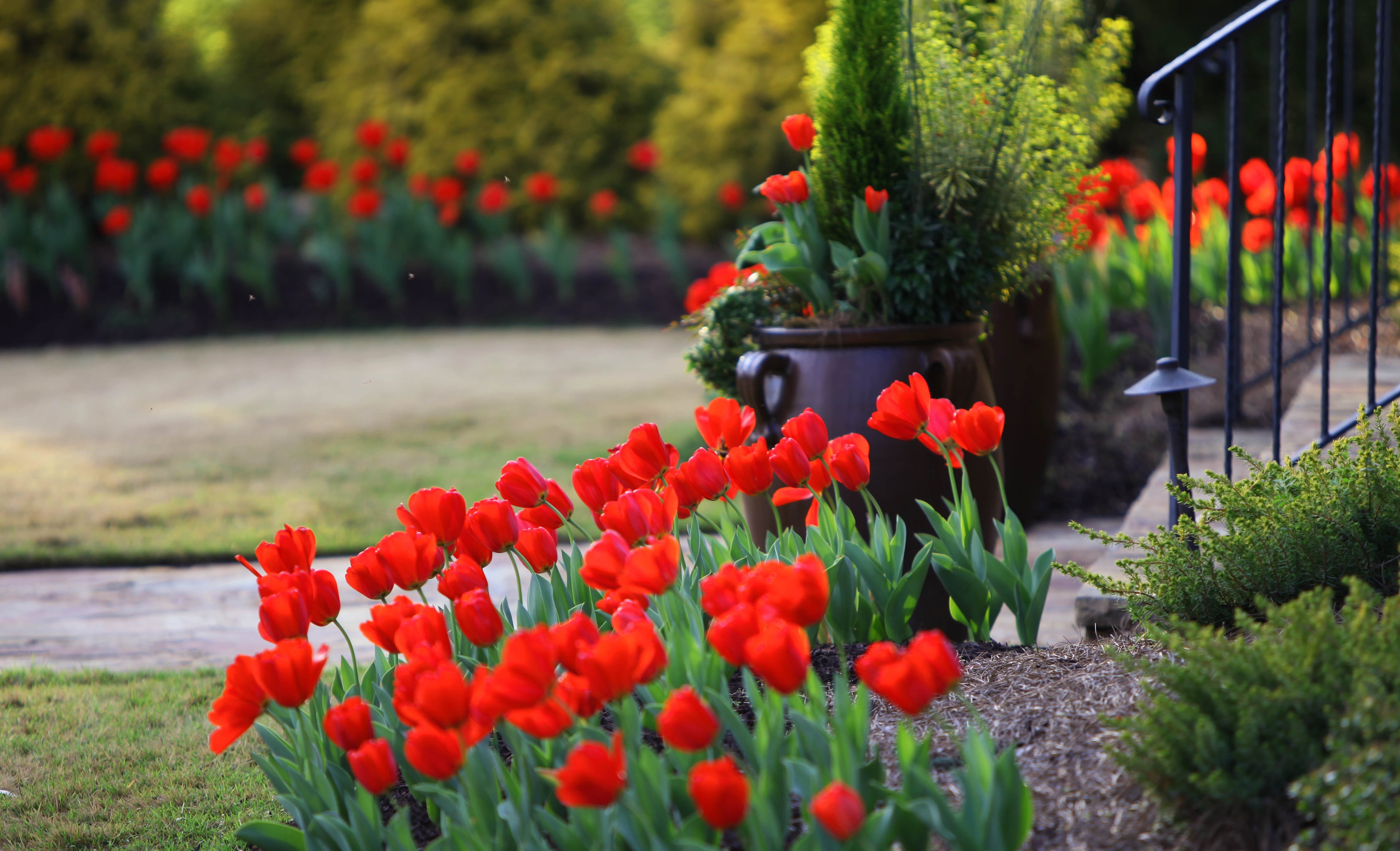 Можно ли посадить подаренные тюльпаны. Тюльпаны Грейга в ландшафтном дизайне. Клумба с тюльпанами. Красивые клумбы с тюльпанами. Тюльпаны в ландшафте сада.