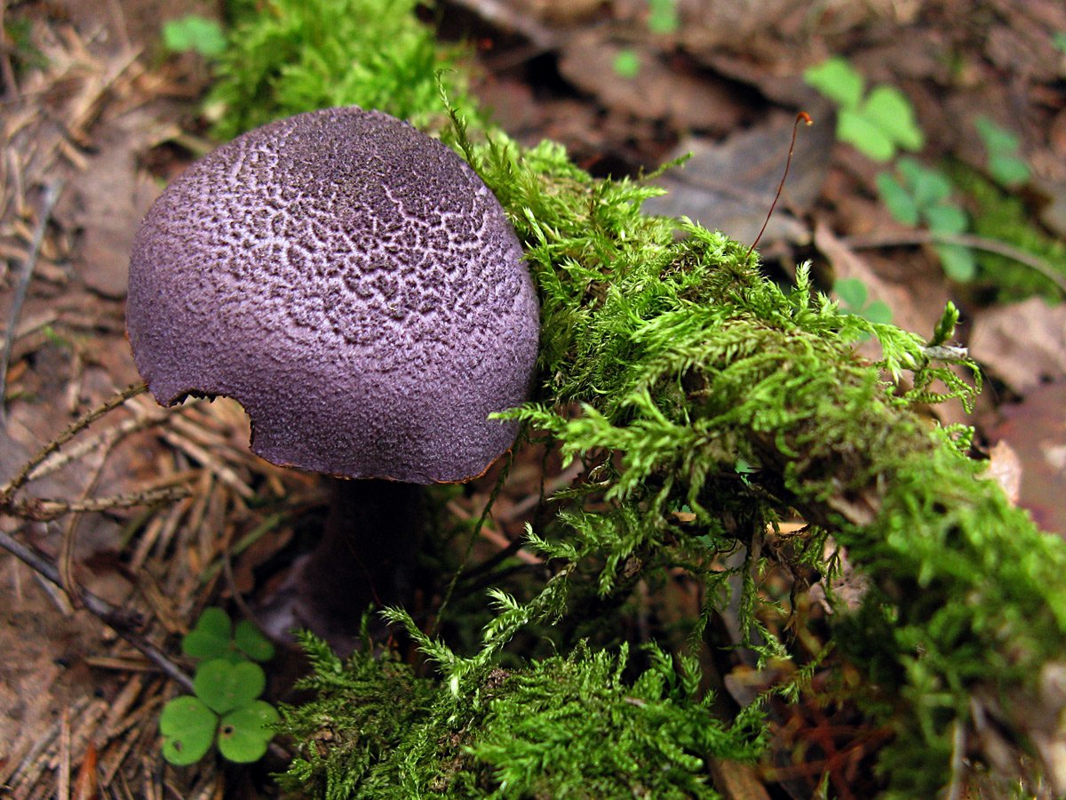 Паутинник фиолетовый гриб
