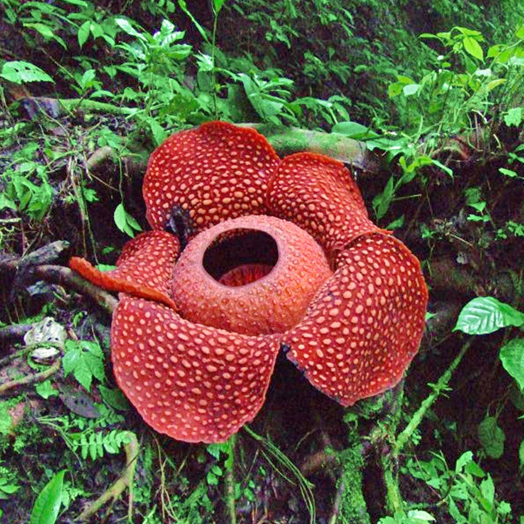 Редкое встречается в мире. Раффлезия Арнольди. Цветок паразит раффлезия. Раффлезия Арнольди цветок. Раффлезия Арнольди самый большой цветок в мире.