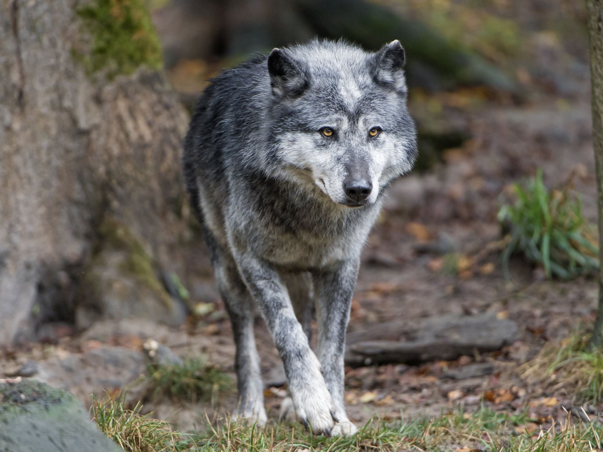 R wolf. Макензийский Тундровый волк. Волк canis Lupus. Макензийский Равнинный волк. Полярный волкособ.