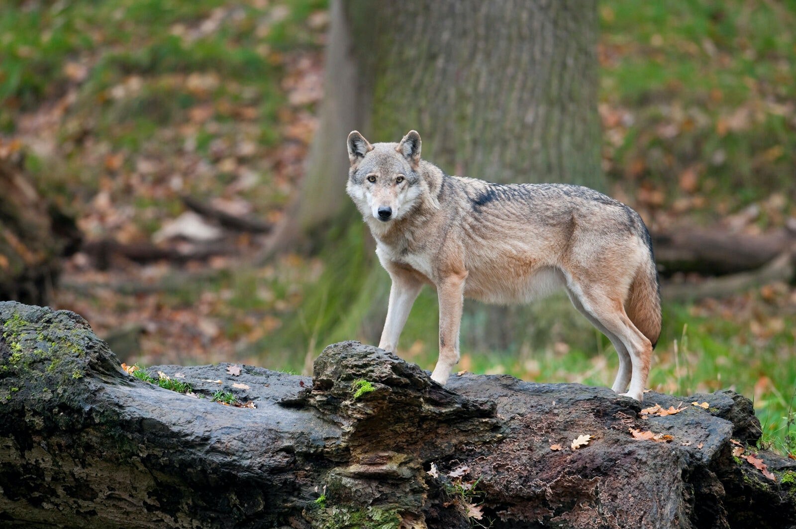 Жизнь серого волка. Волк canis Lupus. Волк серый обыкновенный. Современный волк. Поведение волка.