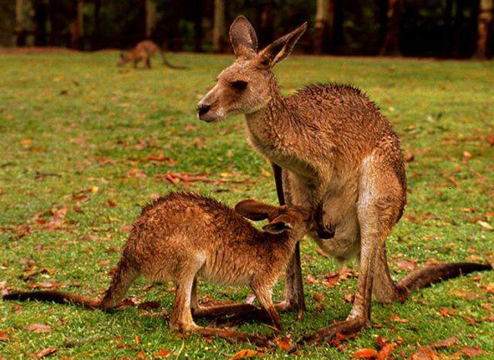 Спаривание кенгуру. Сумчатые кенгуру. Кенгуру сумчатое животное. Млекопитающие Детеныши кенгуру. Кенгуру с детенышем.