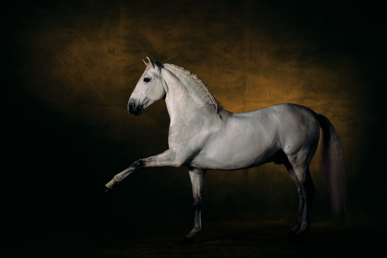 Рысак лошадь описание. Пегая Андалузская лошадь. Липицианская порода. Андалузская порода лошадей. Липицианская порода лошадей.