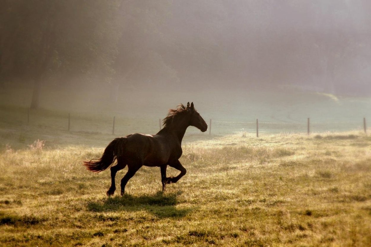 И вдруг совершенно неожиданно конь. Лошадь бежит. Конь скачет. Лошадь в поле. Лошадь бежит по полю.