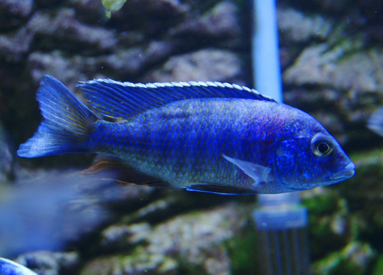 Аулонокара рыбка аквариумная
