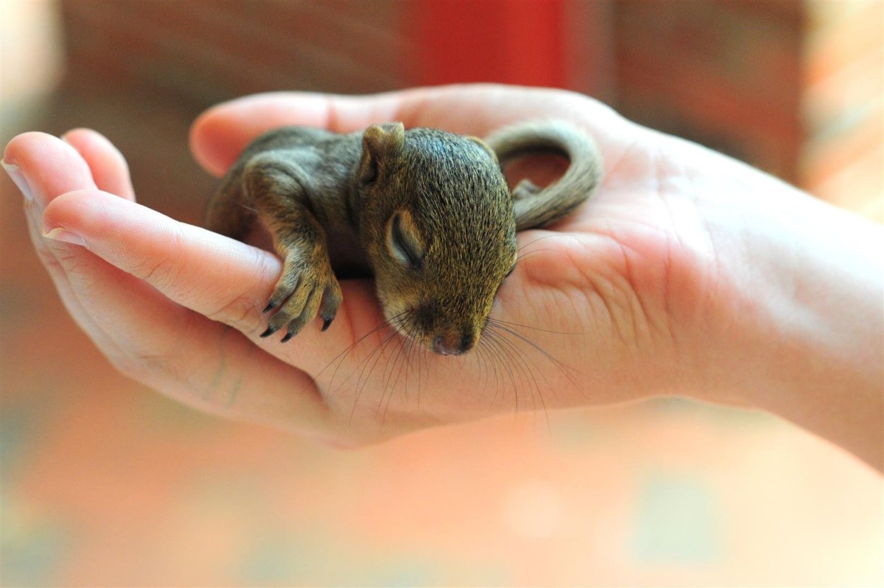 Самого маленького зверя. Самые маленькие животные. Маленькие зверьки. Маленькое животное. Самые маленькие животные в мире.