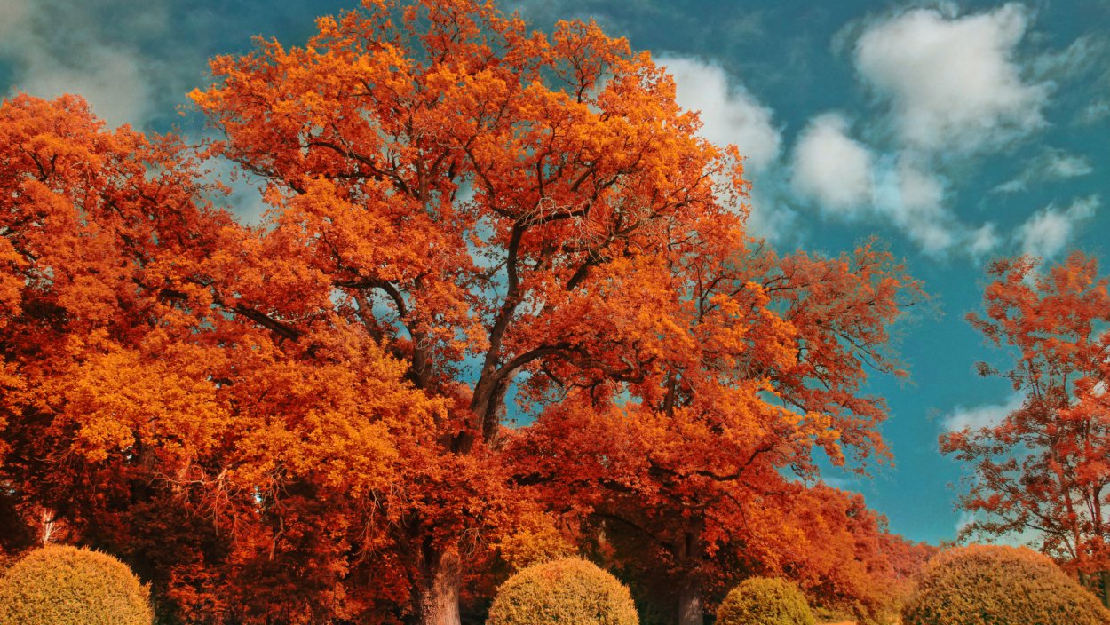 Красивые деревья осенью