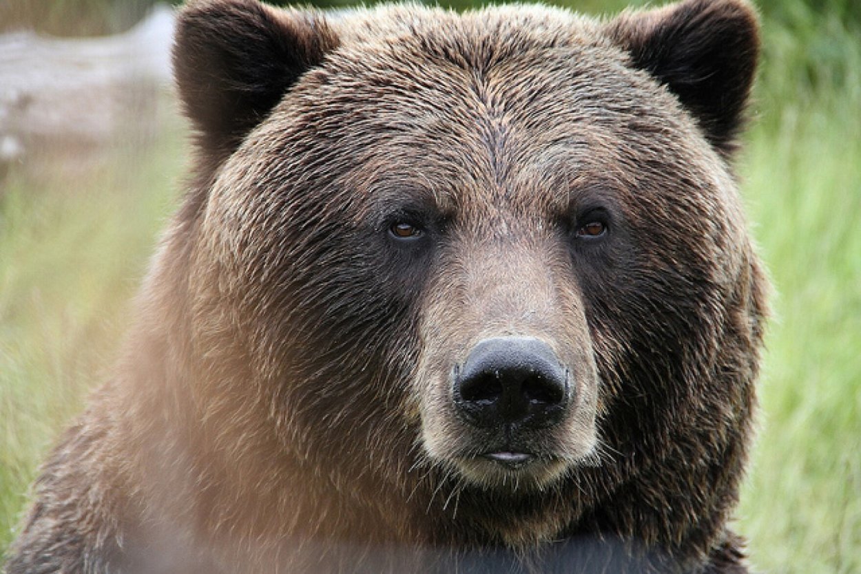 Медведь в профиль