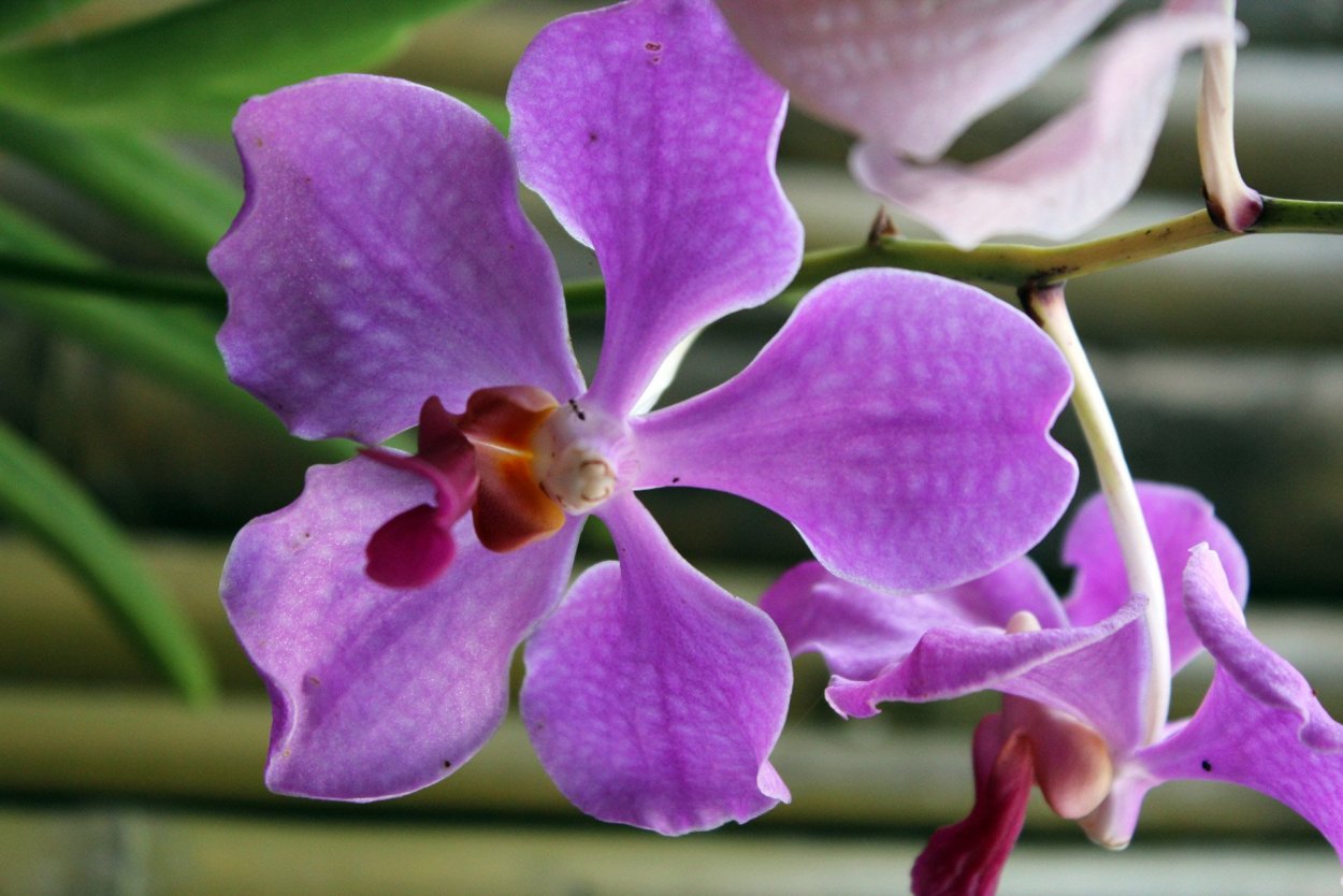 Орхидея эсми