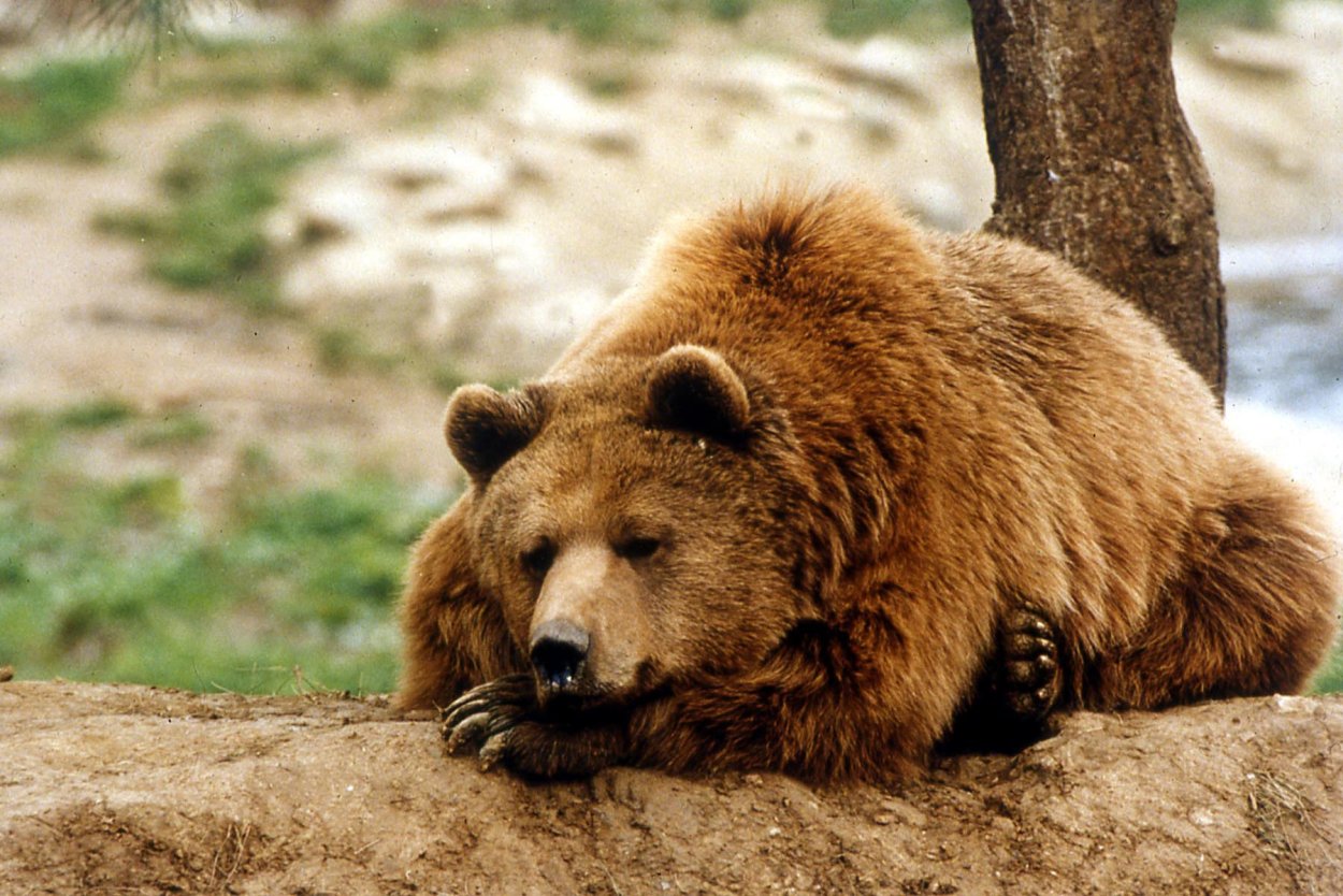 Кавказский бурый медведь
