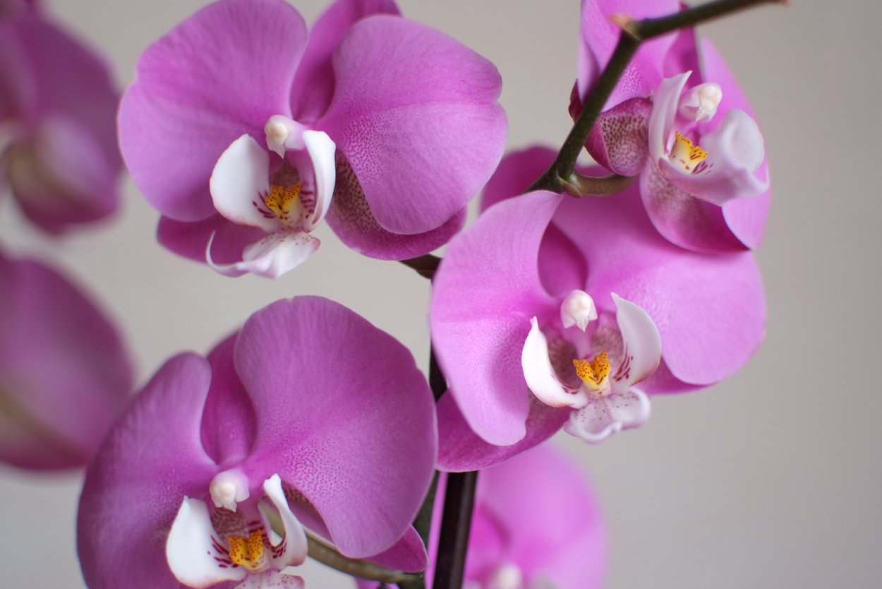 Крупные орхидеи