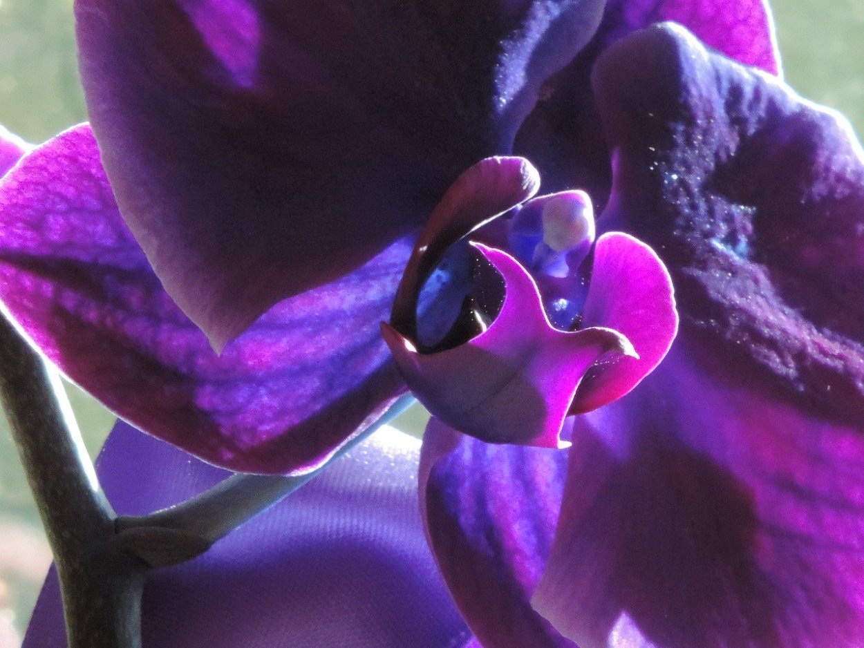 Орхидея фиолетовая