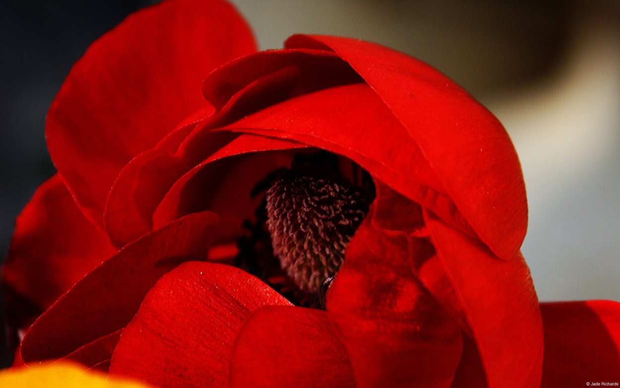 Большой красный цветок