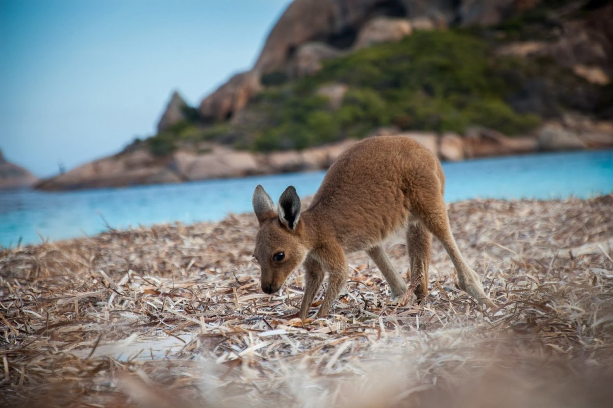 Kangaroo Baby. Маленький Кенгуренок. Милые кенгуру. Мелкие кенгуру. Кенгуру гранди