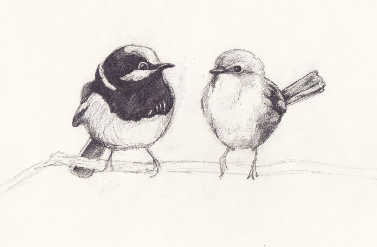 Птицы для срисовки