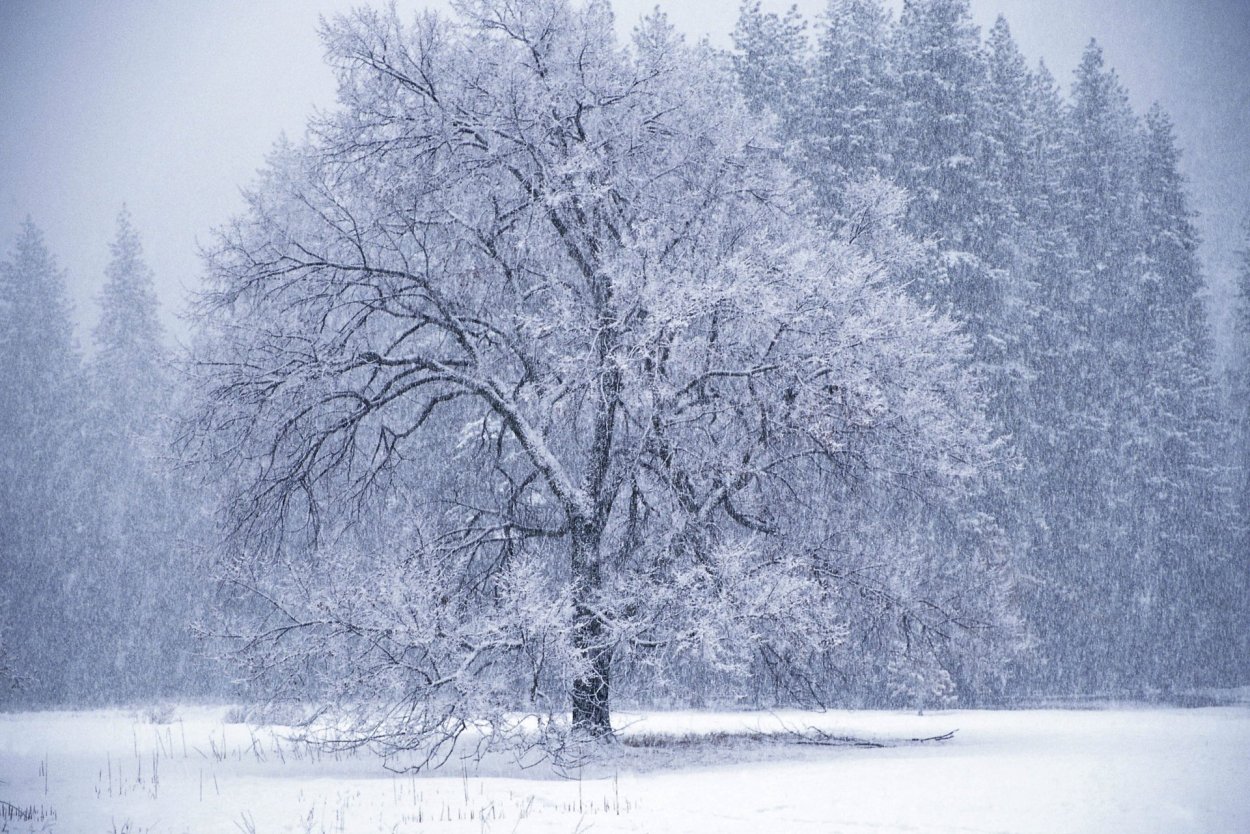 Деревья в зимнем серебре