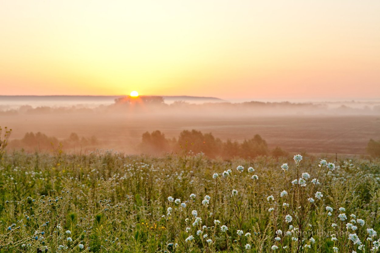 Раннее утро вот крохотные. Разнотравье поле Крым. Рассвет в поле. Ранний рассвет в поле. Лето рассвет.