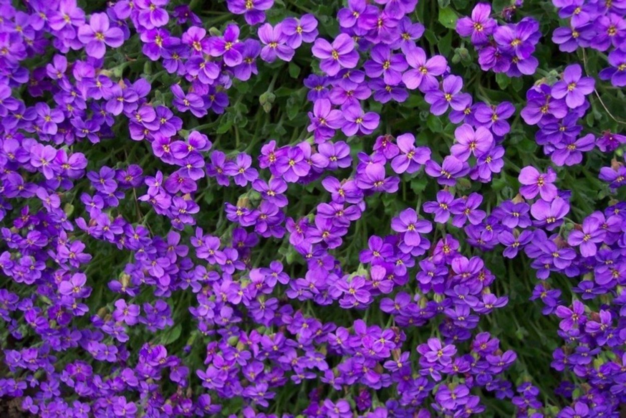 Мелкие фиолетовые цветочки