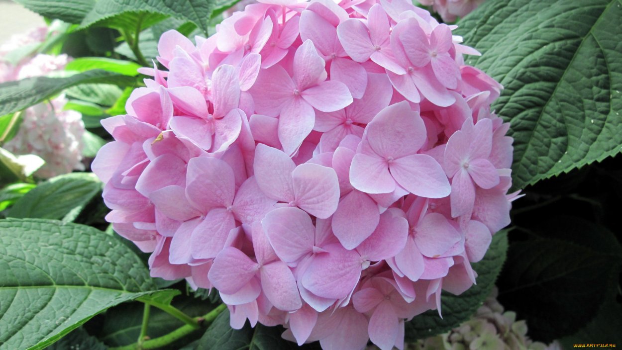 Гортензия садовая розовая