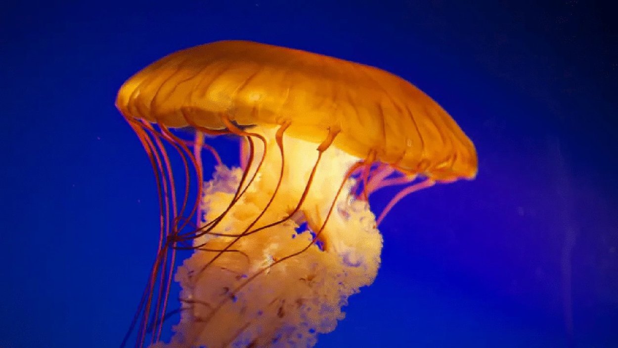 Оранжевая медуза