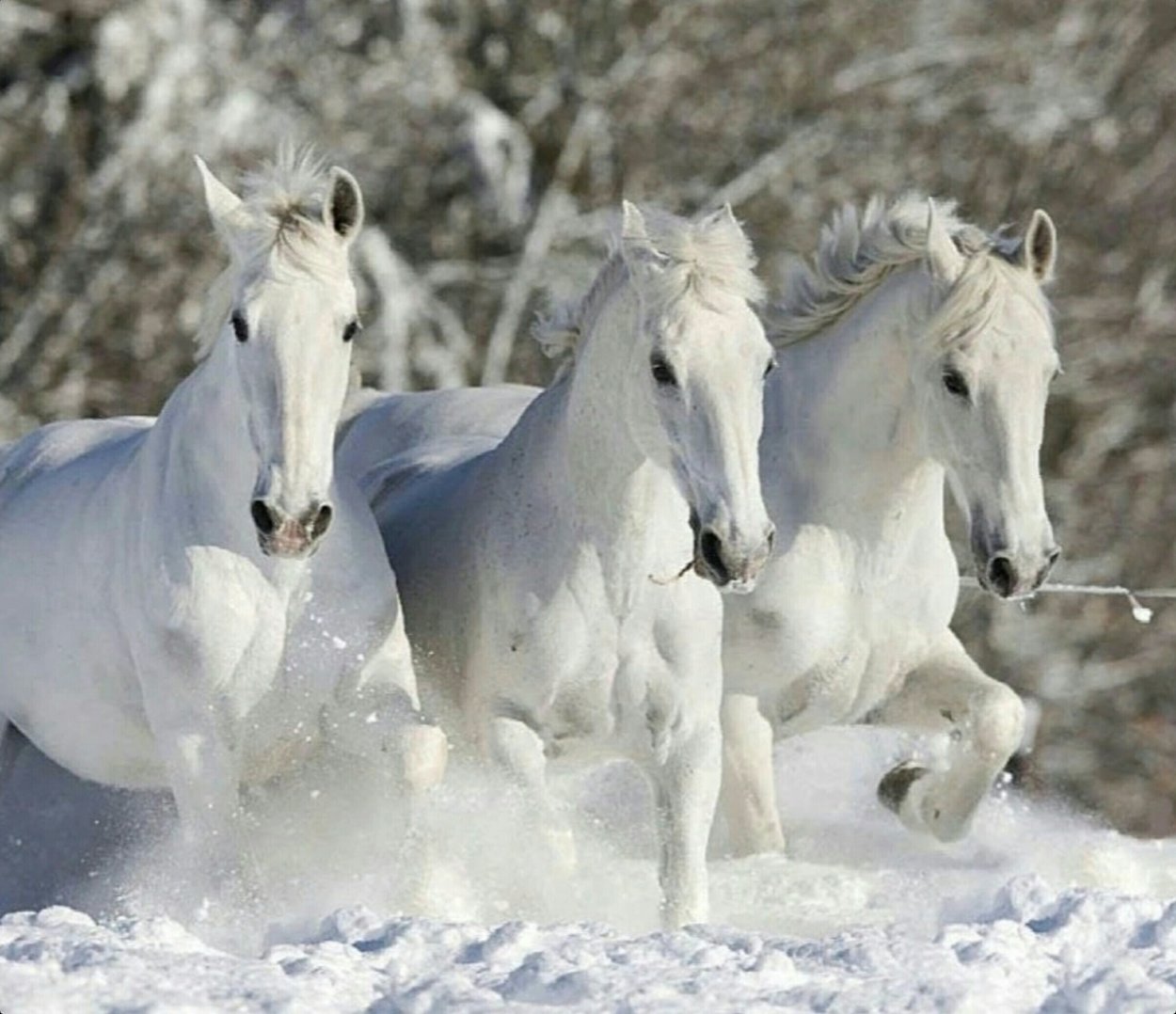 Белые лошадки песня. Тройка тройка тройка белых лошадей. Эх три белых коня эх три белых коня. Тройка белых лошадей. Белая лошадь.