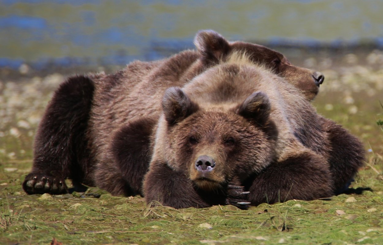 Окрас медведей. Восточносибирский бурый медведь. Кантабрийский бурый медведь. Бурый медведь обыкновенный.. Сибирский бурый медведь Камчатский бурый медведь.