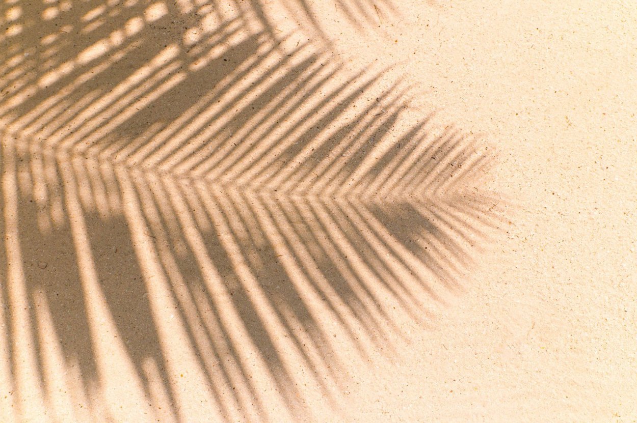Пень от пальмы. Тень от пальмы. Тень от листьев пальмы. Листья пальмы тень.