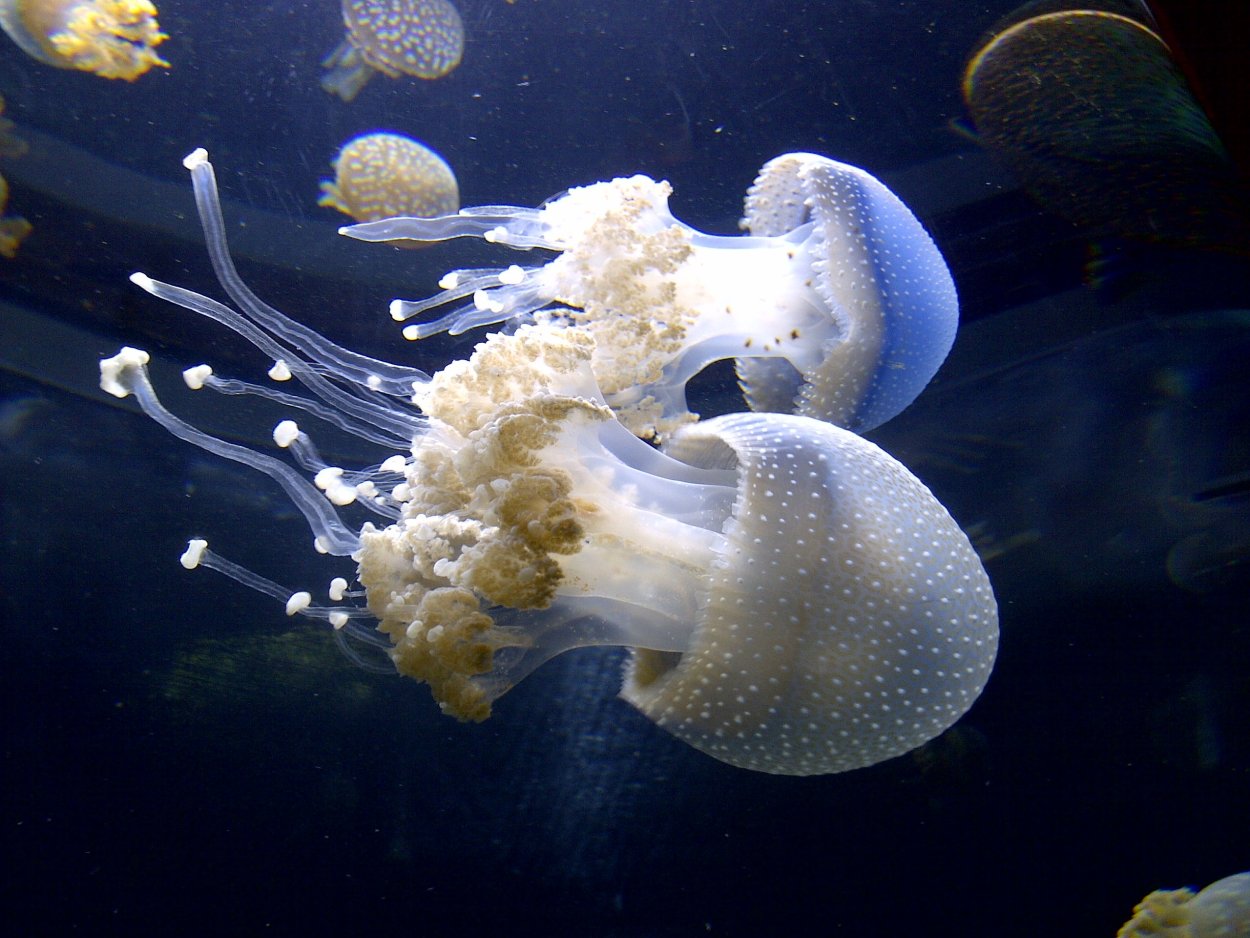 Губки осьминоги. Медуза морская медуза. Сцифоидные медузы. Морской моллюск медуза \. Тигровая медуза.