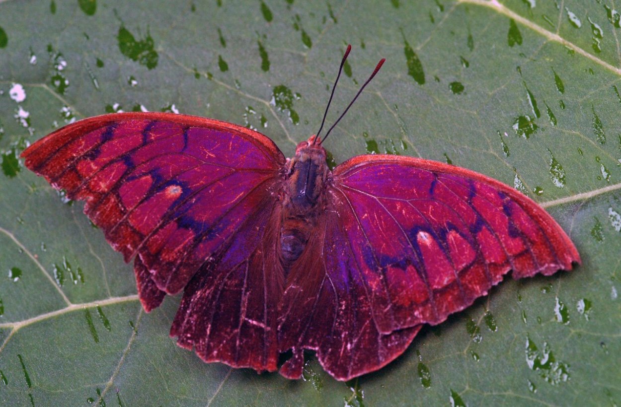 Олимпиус инферно бабочка