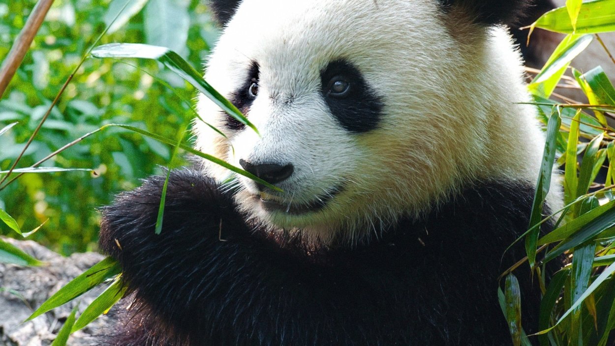 Очковая панда