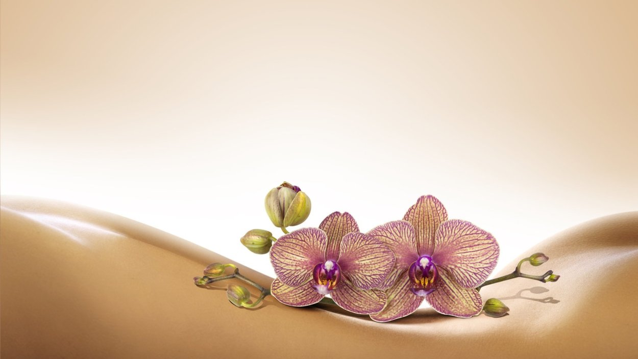 Орхидея кембридж