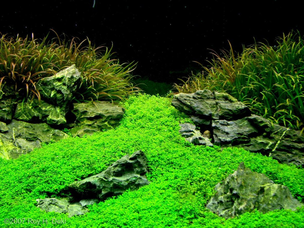 хемиантус куба аквариумное растение