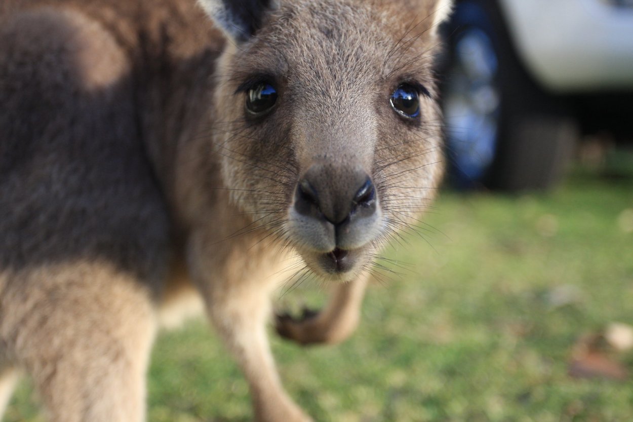 Кенгуру гранди. Самка кенгуру. Кенгуренок. Joey Kangaroo. Kangaroo Baby.