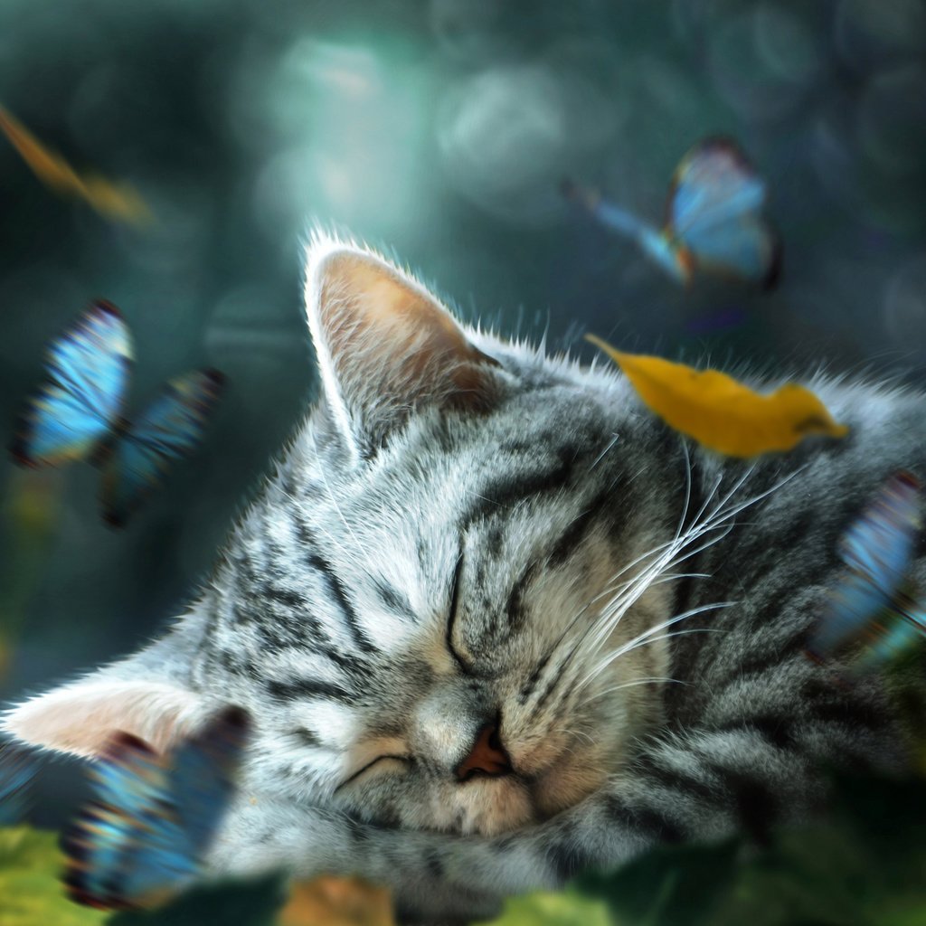 Пожелание спокойной ночи с котиками