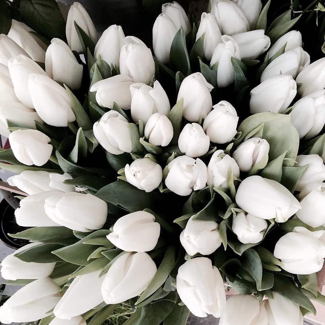 Открытки с днем рождения белые тюльпаны