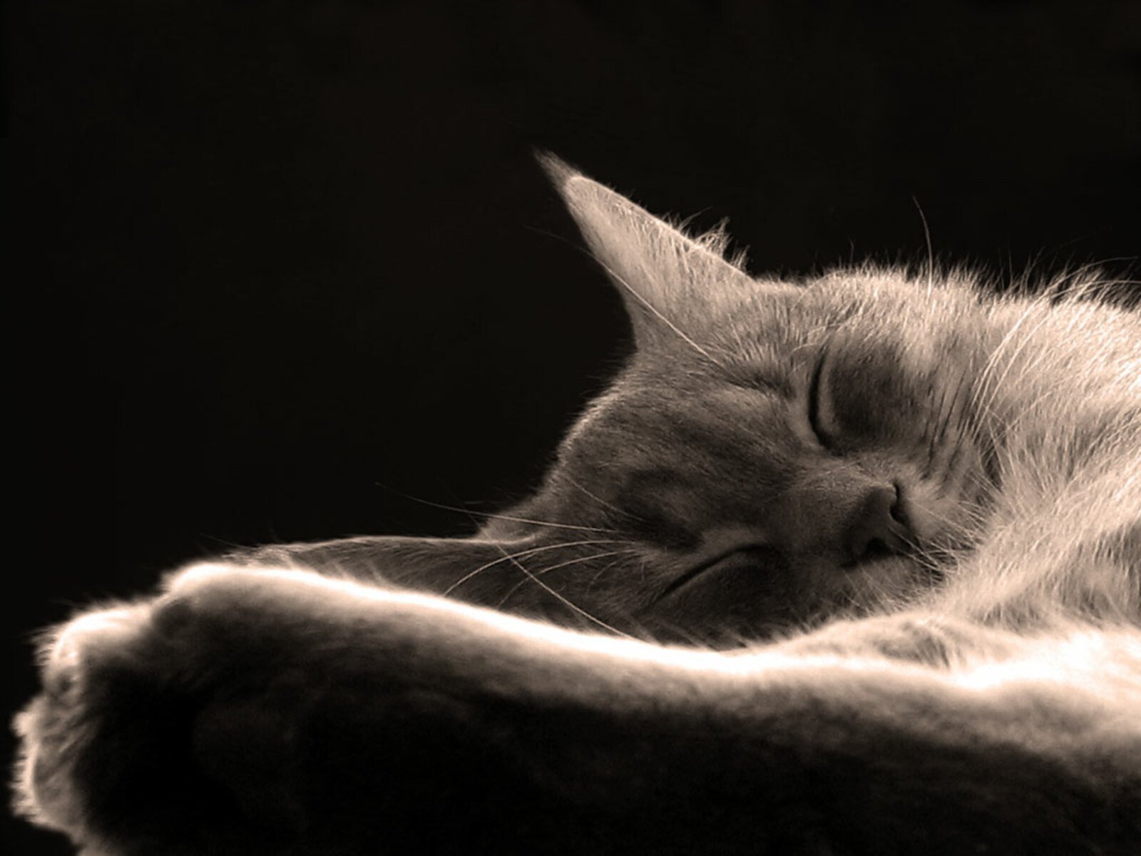 Гифки котиков спокойной ночи