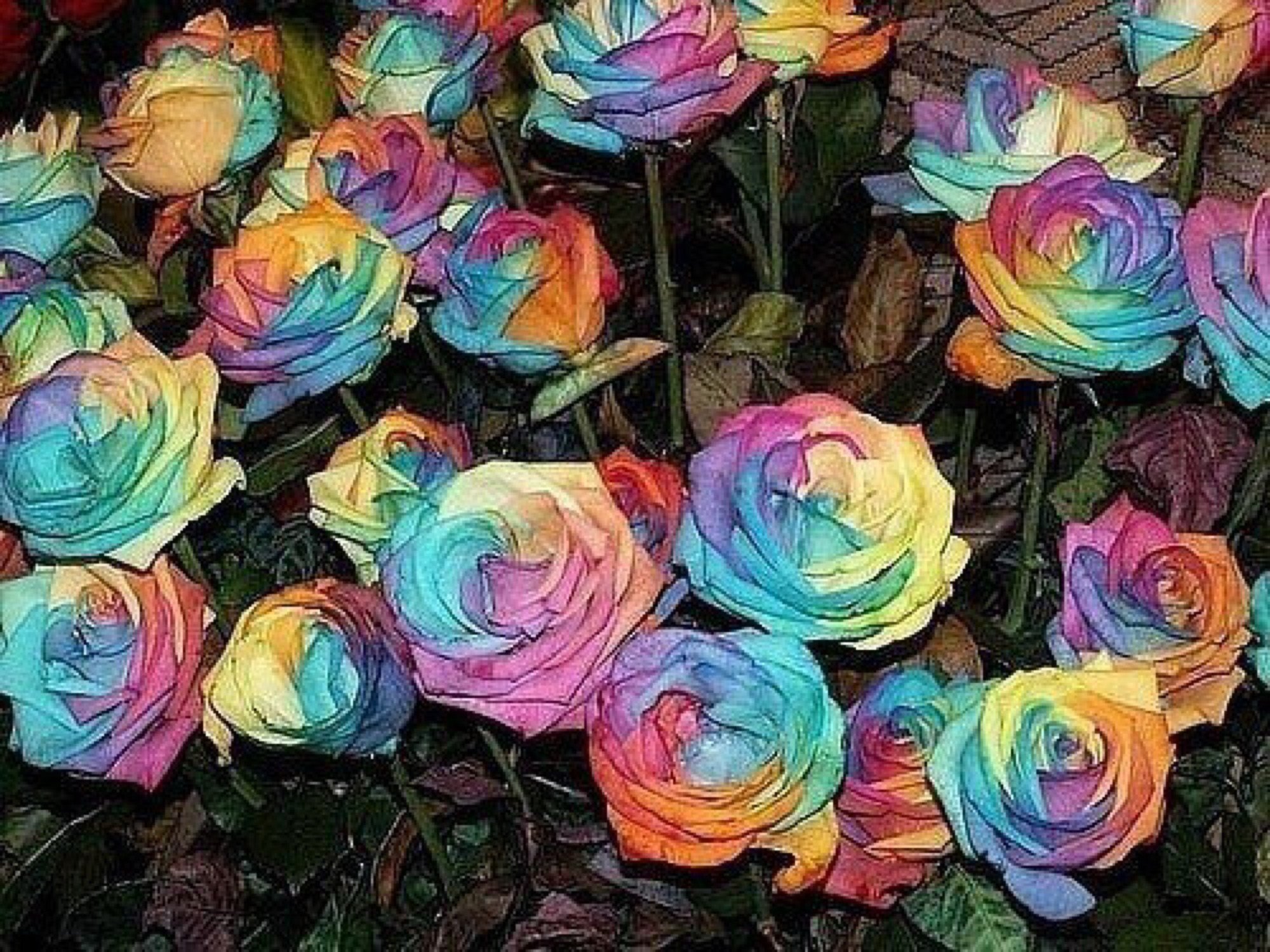 Цветной май. Разноцветные цветы. Разноцветные розы.